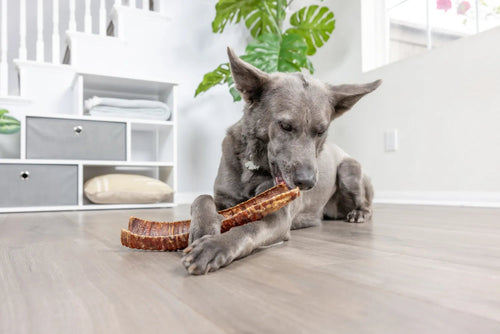 Natural Cravings USA Bison Trachea