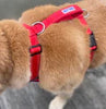 Baydog Chesapeake Dog Harness