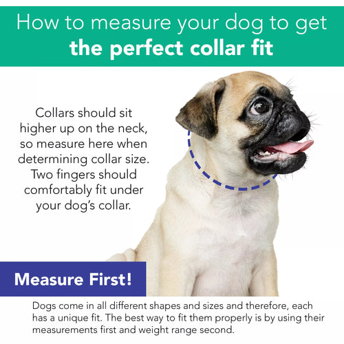 Coastal Pet Li'l Pals by Coastal Posh B'Dazzled Bone Dog Collars