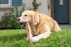 Natural Cravings USA Beef XL Trachea