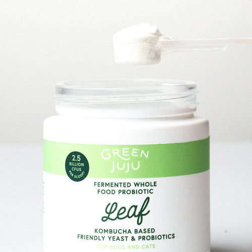 Green Juju Leaf Fermented Kombucha-Based Probiotic