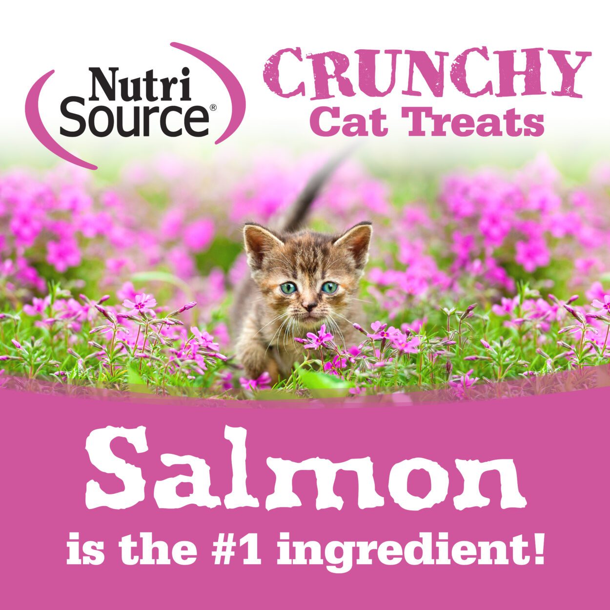 Nutrisource treats with clearance salmon